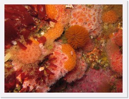 IMG_0053 * Feather Duster worms, Orange sponges, Strawberry anenomes * 3264 x 2448 * (3.09MB)