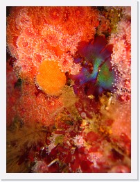 IMG_0062 * An iridescent plant nestles among orange sponges, strawberry anenomes and a snail. * 2448 x 3264 * (2.91MB)