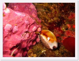 IMG_0066 * A chestnut cowry investigates the pink coral * 3264 x 2448 * (2.01MB)