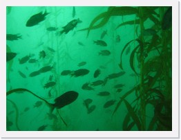 IMG_0776 * Schools of perch (unknown variety) among the kelp * 2048 x 1536 * (806KB)