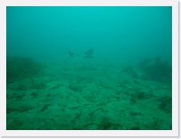 IMG_0530 * Bat Ray * 3264 x 2448 * (1.38MB)