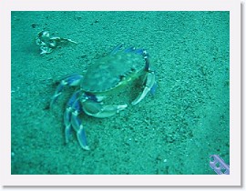MVI_0533 * VIDEO: Graceful Crab running * 1 x 1 * (22.21MB)