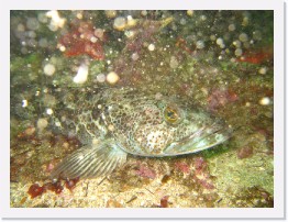 IMG_0366 * Ling Cod * 3264 x 2448 * (2.87MB)