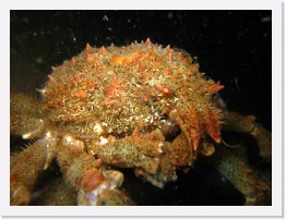 IMG_0038 * Sheepshead Crab * 3264 x 2448 * (1.92MB)