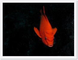 IMG_0940-crop * Garibaldi * 2631 x 1973 * (529KB)