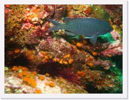 IMG_1455 * Blacksmith, Orange Cup Corals * 3264 x 2448 * (2.55MB)