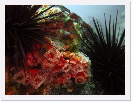 IMG_1471-crop * Urchins, Club Tipped Anenomes * 3264 x 2448 * (1.36MB)