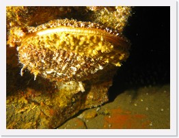 IMG_1751-crop * Rock Scallop * 2928 x 2196 * (1015KB)