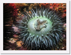 IMG_5821-crop * 3264 x 2448 * (1.26MB)